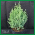 Juniperus chinensis "Stricta" - borievka čínska